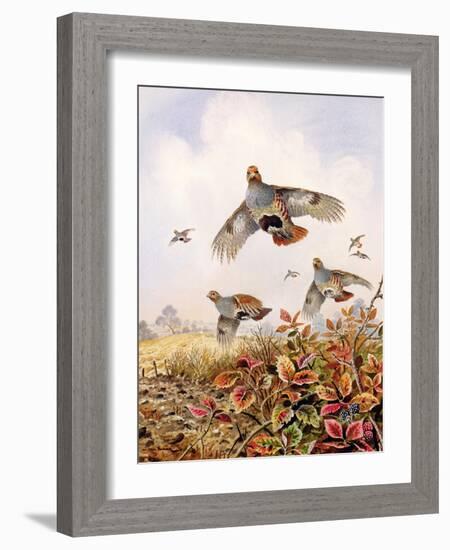 Flushed Partridges-Carl Donner-Framed Giclee Print