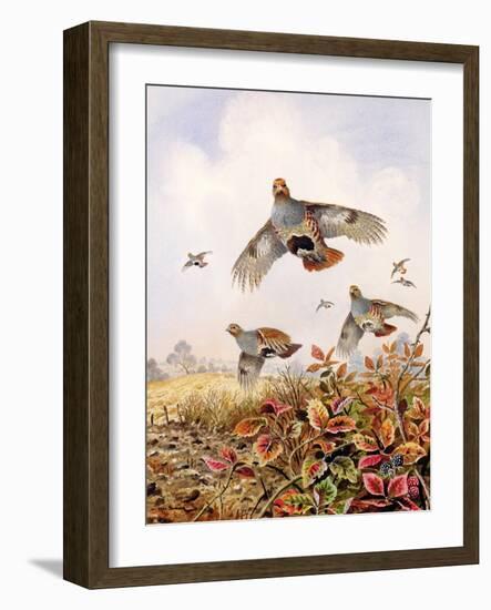 Flushed Partridges-Carl Donner-Framed Giclee Print