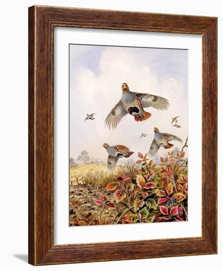 Flushed Partridges-Carl Donner-Framed Giclee Print