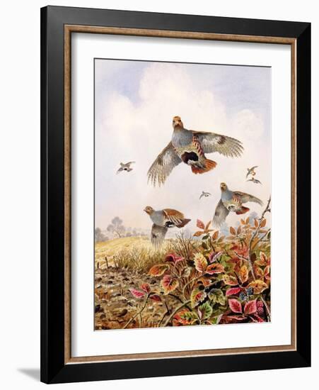 Flushed Partridges-Carl Donner-Framed Giclee Print