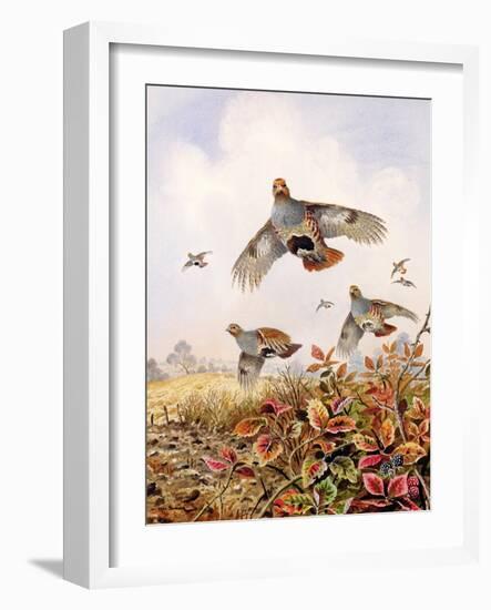 Flushed Partridges-Carl Donner-Framed Giclee Print