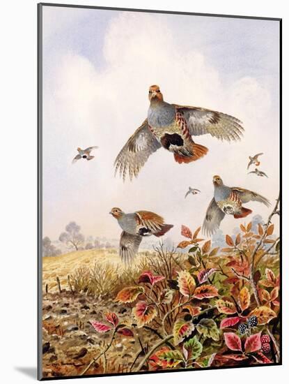 Flushed Partridges-Carl Donner-Mounted Giclee Print