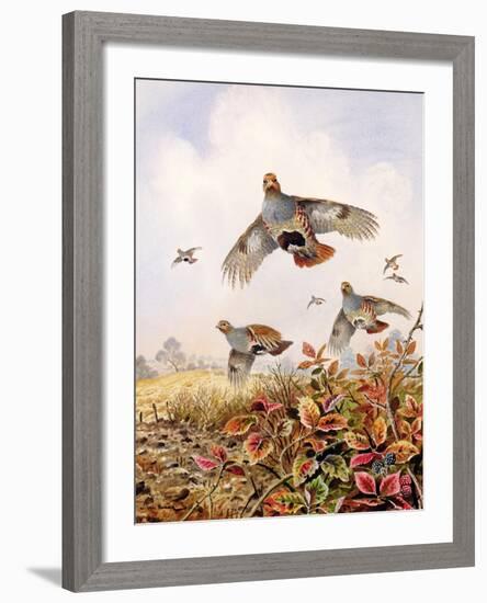 Flushed Partridges-Carl Donner-Framed Giclee Print