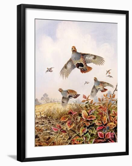 Flushed Partridges-Carl Donner-Framed Giclee Print