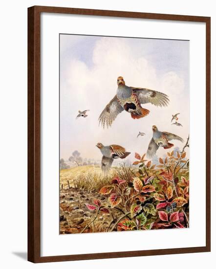 Flushed Partridges-Carl Donner-Framed Giclee Print