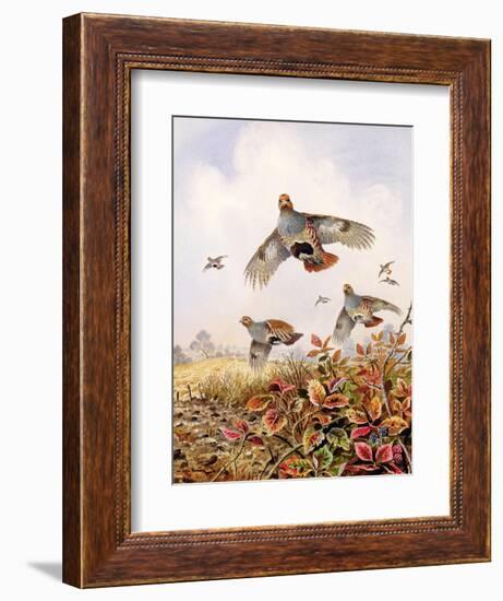 Flushed Partridges-Carl Donner-Framed Giclee Print