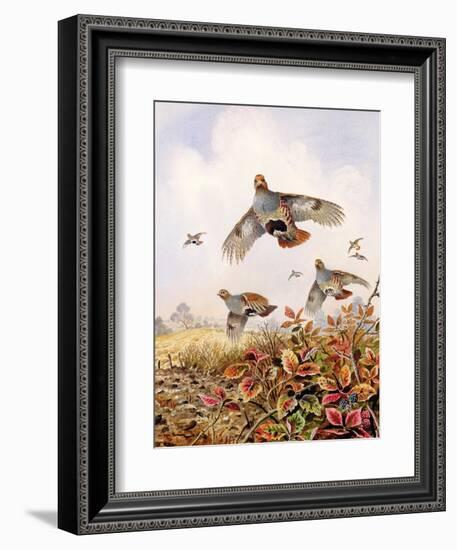 Flushed Partridges-Carl Donner-Framed Giclee Print