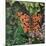 Flutter - Comma Butterfly on Japonica-Kirstie Adamson-Mounted Giclee Print