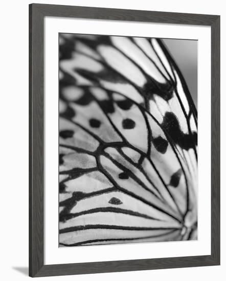 Flutter-Ella Lancaster-Framed Giclee Print