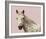 Flutterby Horse - Rest-Irene Suchocki-Framed Giclee Print