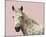 Flutterby Horse - Rest-Irene Suchocki-Mounted Giclee Print