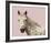 Flutterby Horse - Rest-Irene Suchocki-Framed Giclee Print