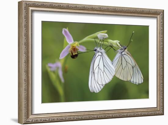 Fluttering Duet-Staffan Widstrand-Framed Giclee Print