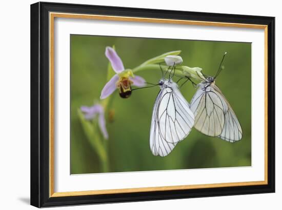 Fluttering Duet-Staffan Widstrand-Framed Giclee Print