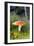 Fly Agaric (Amanita Muscaria) Mushrooms-Duncan Shaw-Framed Photographic Print
