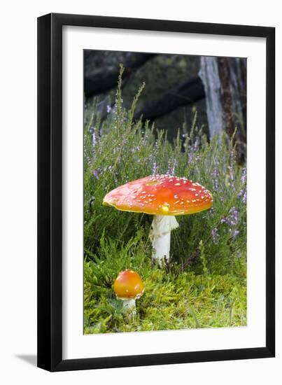 Fly Agaric (Amanita Muscaria) Mushrooms-Duncan Shaw-Framed Photographic Print