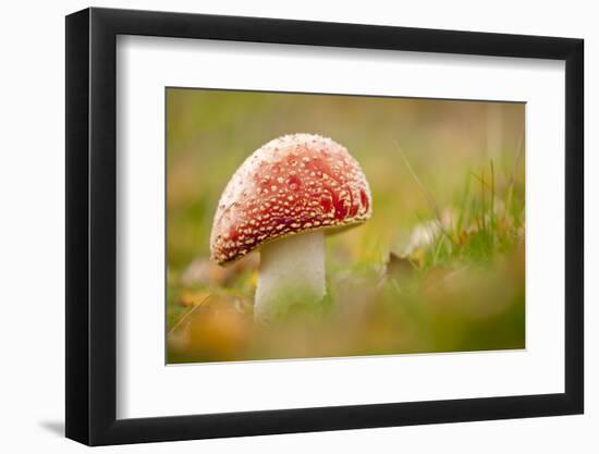 Fly Agaric fungus, Beacon Hill Country Park, Leicestershire, UK-Ross Hoddinott / 2020VISION-Framed Photographic Print