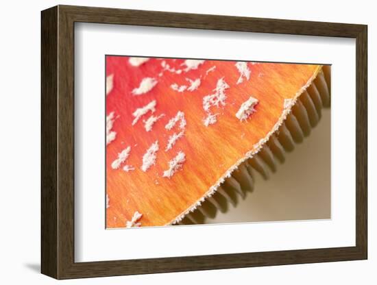 Fly Agaric fungus, Beacon Hill Country Park, Leicestershire, UK-Ross Hoddinott / 2020VISION-Framed Photographic Print