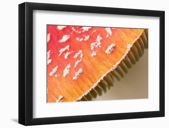 Fly Agaric fungus, Beacon Hill Country Park, Leicestershire, UK-Ross Hoddinott / 2020VISION-Framed Photographic Print