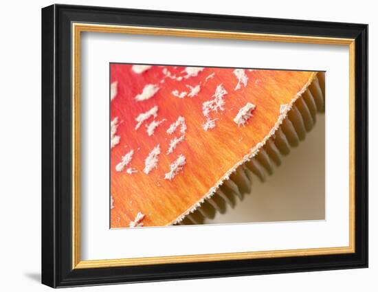 Fly Agaric fungus, Beacon Hill Country Park, Leicestershire, UK-Ross Hoddinott / 2020VISION-Framed Photographic Print