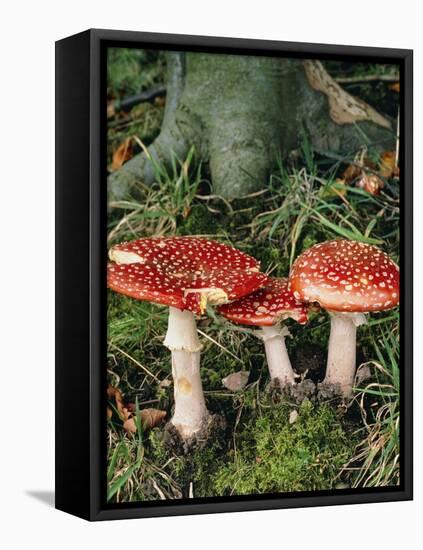 Fly Agaric Mushrooms In Wood-Michael Marten-Framed Premier Image Canvas