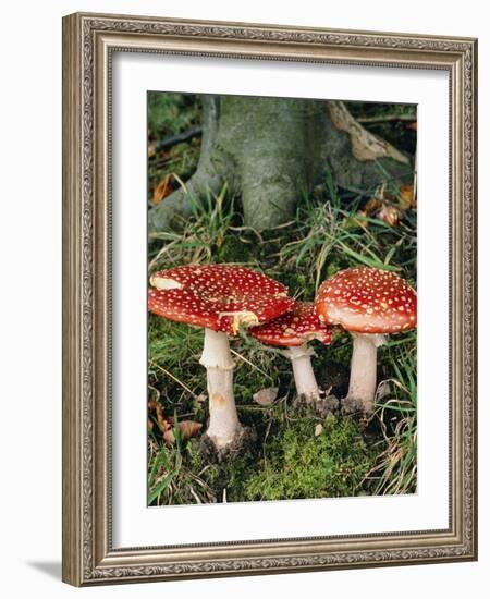 Fly Agaric Mushrooms In Wood-Michael Marten-Framed Photographic Print