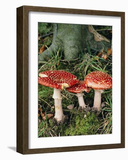 Fly Agaric Mushrooms In Wood-Michael Marten-Framed Photographic Print