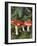 Fly Agaric Mushrooms In Wood-Michael Marten-Framed Photographic Print