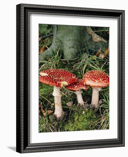 Fly Agaric Mushrooms In Wood-Michael Marten-Framed Photographic Print