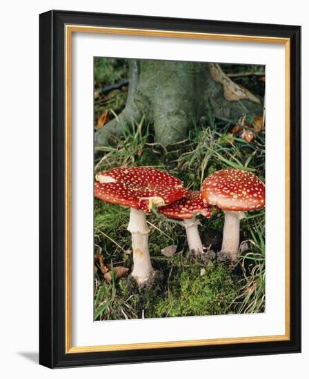 Fly Agaric Mushrooms In Wood-Michael Marten-Framed Photographic Print