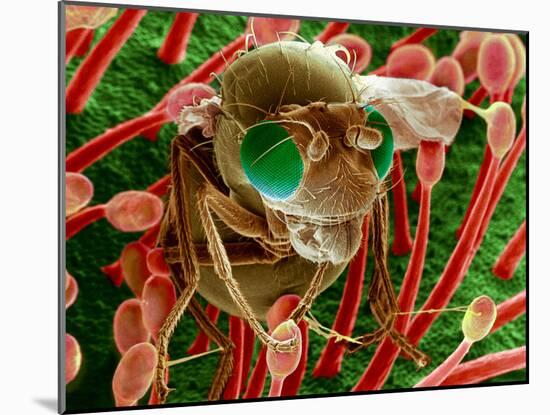 Fly Caught In Sundew, SEM-Dr. Jeremy Burgess-Mounted Photographic Print