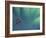 Fly Fishing Lure-null-Framed Photographic Print