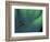 Fly Fishing Lure-null-Framed Photographic Print