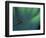 Fly Fishing Lure-null-Framed Photographic Print