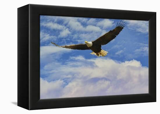 Fly High Bald Eagle-Jai Johnson-Framed Premier Image Canvas