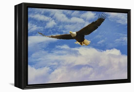 Fly High Bald Eagle-Jai Johnson-Framed Premier Image Canvas