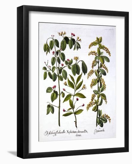 Fly Honeysuckle and Hawthorn, from 'Hortus Eystettensis', by Basil Besler (1561-1629), Pub. 1613 (H-German School-Framed Giclee Print