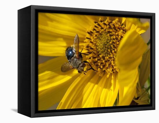 Fly inside sunflower-Michael Scheufler-Framed Premier Image Canvas