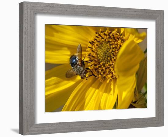 Fly inside sunflower-Michael Scheufler-Framed Photographic Print