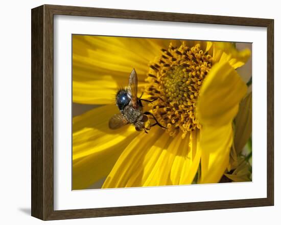 Fly inside sunflower-Michael Scheufler-Framed Photographic Print