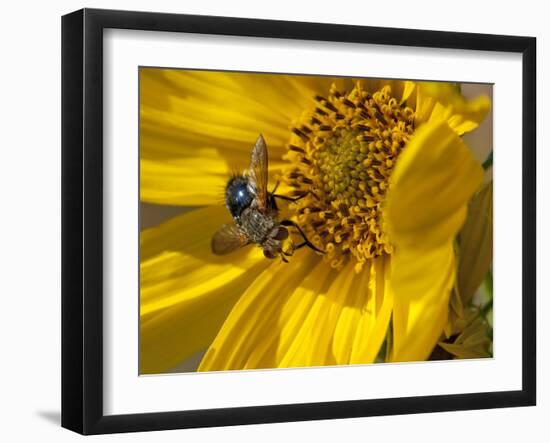 Fly inside sunflower-Michael Scheufler-Framed Photographic Print