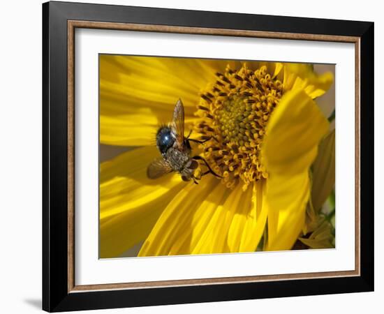 Fly inside sunflower-Michael Scheufler-Framed Photographic Print