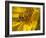 Fly inside sunflower-Michael Scheufler-Framed Photographic Print