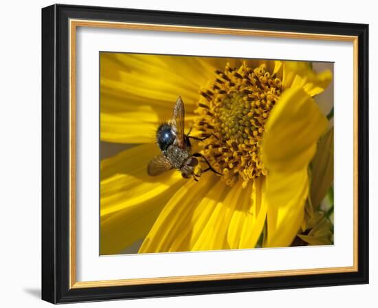 Fly inside sunflower-Michael Scheufler-Framed Photographic Print