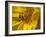 Fly inside sunflower-Michael Scheufler-Framed Photographic Print