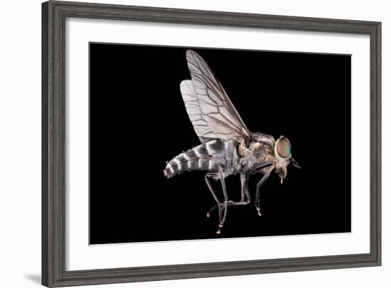 Fly Macro Insect Nature Animal Eye Bug close Small Wildlife Head Portrait Color Sharp-MURGVI-Framed Photographic Print