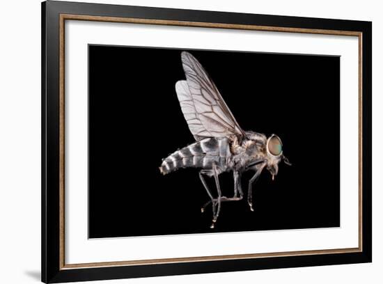 Fly Macro Insect Nature Animal Eye Bug close Small Wildlife Head Portrait Color Sharp-MURGVI-Framed Photographic Print