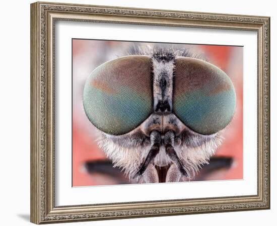 Fly Macro Insect Nature Animal Eye Bug close Small Wildlife Head Portrait Color Sharp-MURGVI-Framed Photographic Print