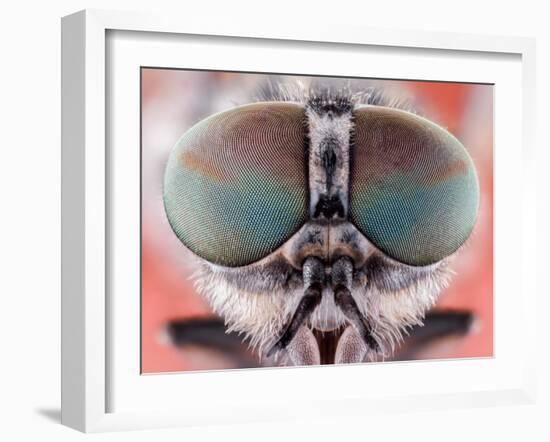 Fly Macro Insect Nature Animal Eye Bug close Small Wildlife Head Portrait Color Sharp-MURGVI-Framed Photographic Print