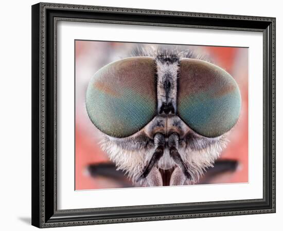 Fly Macro Insect Nature Animal Eye Bug close Small Wildlife Head Portrait Color Sharp-MURGVI-Framed Photographic Print